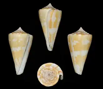Conus xanthicus