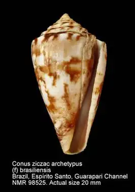 Conus ziczac