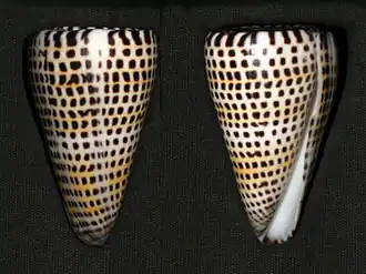 Conus litteratus