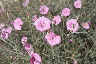 Convolvulus dorycnium