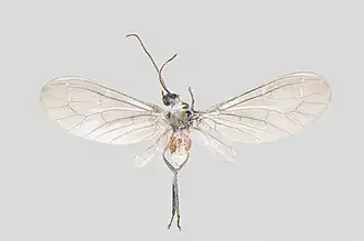 Conwentzia pineticola