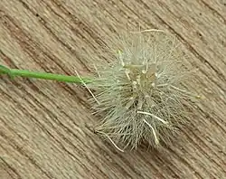 Vruchten van de Canadese fijnstraal (Conyza canadensis)