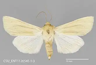 Copablepharon canariana