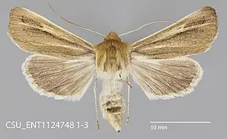 Copablepharon fuscum