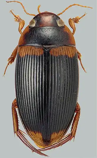 Copelatus irregularis