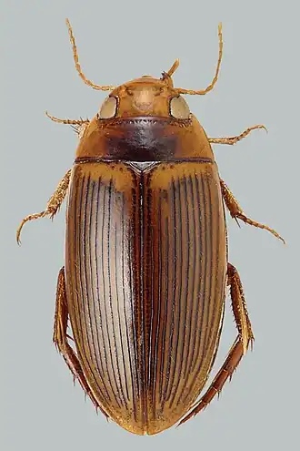 Copelatus nigrolineatus