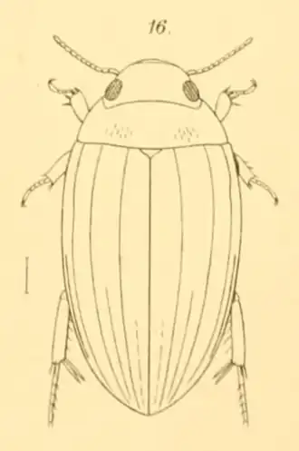 Copelatus pandanorum