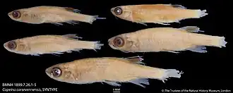 Copella carsevennensis