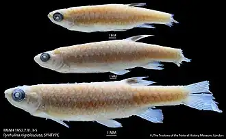 Copella nigrofasciata