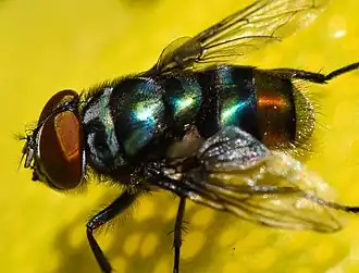 Chrysomya chloropyga