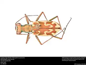 Ellipsoptera cuprascens