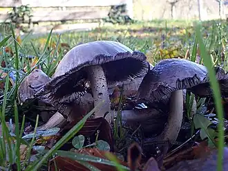 De paddestoelen trekken ten strijde