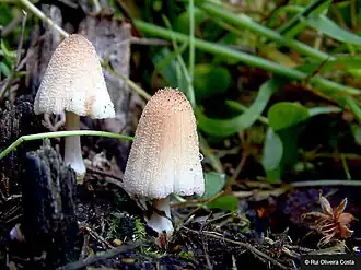 Gladstelige glimmerinktzwam