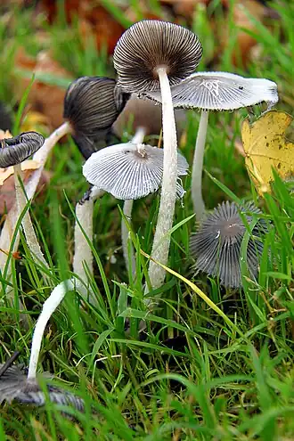 Hazenpootje (paddenstoel)