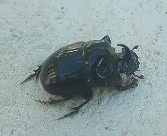 Eenhoornmestkever, man