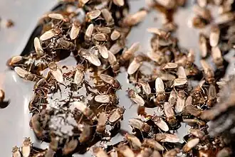 Coproica ferruginata