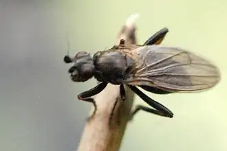 Copromyza stercoraria