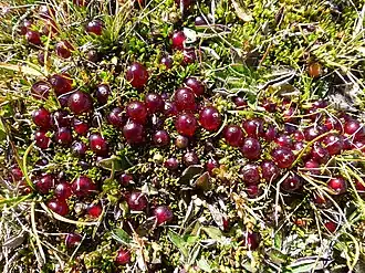 Coprosma atropurpurea