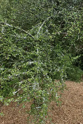 Coprosma crassifolia