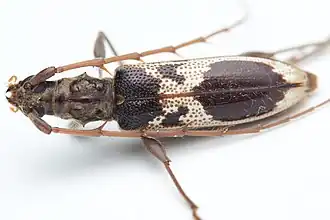 Coptocercus crucigerus