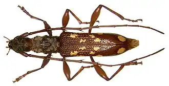 Coptocercus pascoei