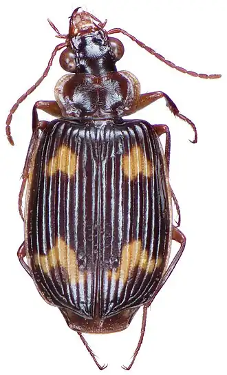 Coptodera marginata