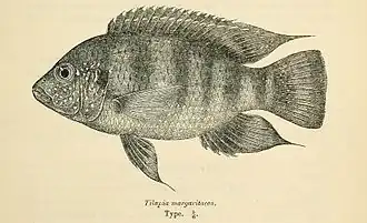 Tilapia margaritacea