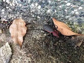 Carabus nankotaizanus