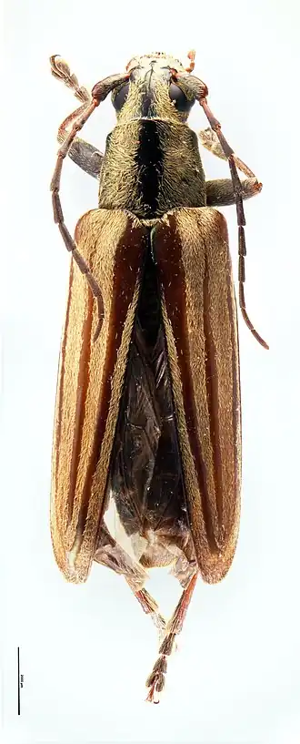 Coptomma marrisi