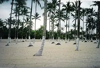 Kokospalmen aan het strand in de gemeente Canavieiras