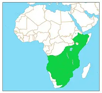 Vorkstaartscharrelaar