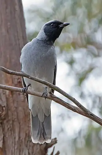 Australische rupsvogel