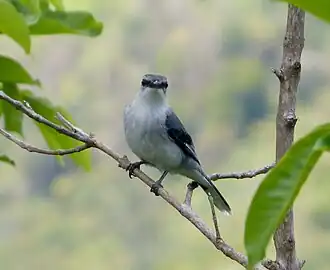 Mauritiusrupsvogel
