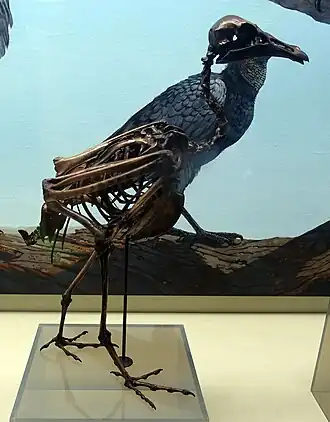 Coragyps occidentalis