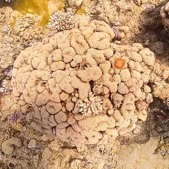 Siderastrea savignyana