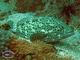 Epinephelus corallicola