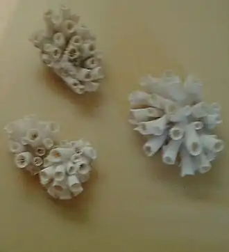 Tubastraea tagusensis