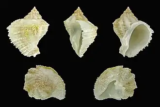 Coralliophila brevis