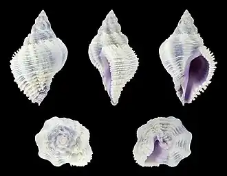 Coralliophila costularis