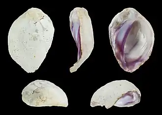 Coralliophila monodonta