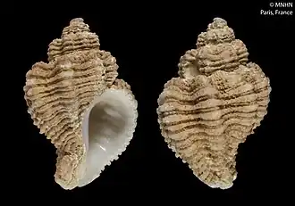 Coralliophila nukuhiva