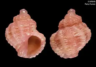 Coralliophila parvula