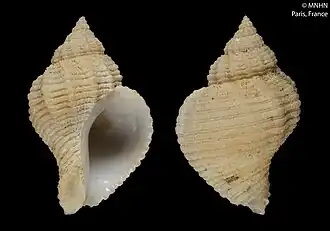 Coralliophila xenophila