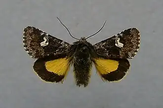 Coranarta cordigera