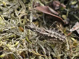 Kortvleugelige roofwants