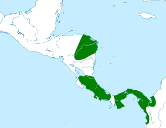 Westelijke witbefmanakin