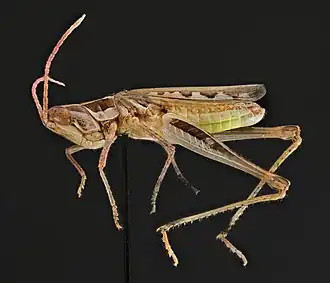 Cordillacris crenulata