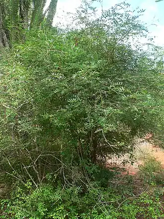 Cordyla madagascariensis