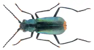 Cordylepherus viridis