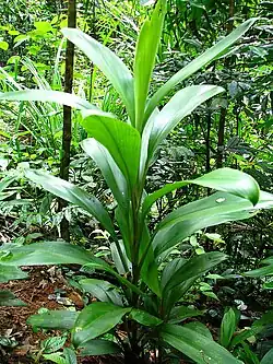 Cordyline cannifolia